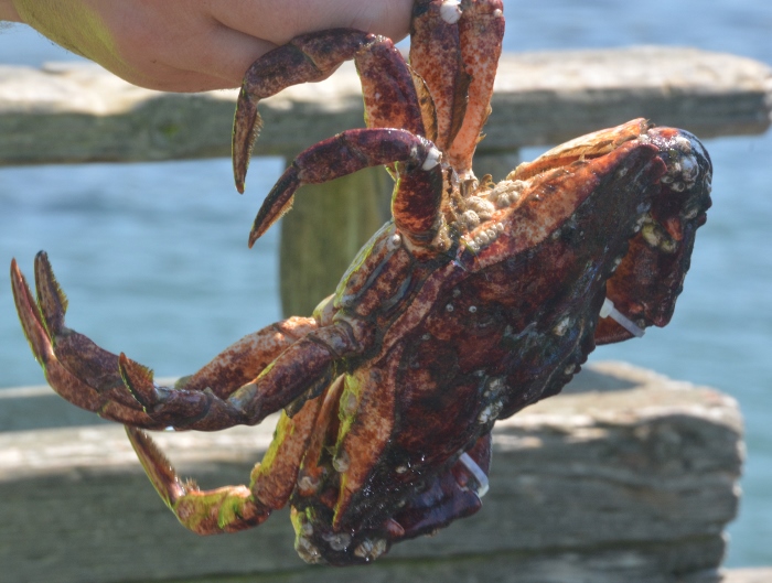 a red rock crab